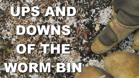 Vermicomposting worm farm worm beds vermicomposting farm old bathtub earthworms worms worm farm education humor. Challenges of the Bathtub Worm Farm - YouTube