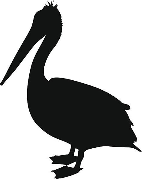 Best Pelican Illustrations Royalty Free Vector Graphics