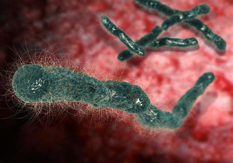 Anthrax Bacteria Photograph By Karsten Schneider