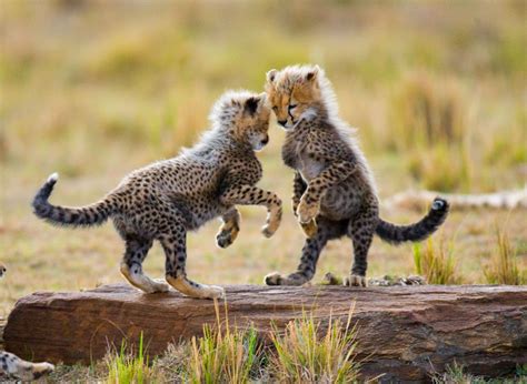 Playful Cheetah Cubs Baby Cheetahs Cheetah Cubs Baby Animals Funny
