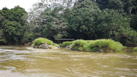 Sungai Kapuas Hulu Putussibau Kalimantan Barat Indonesia Bombastic Borneo
