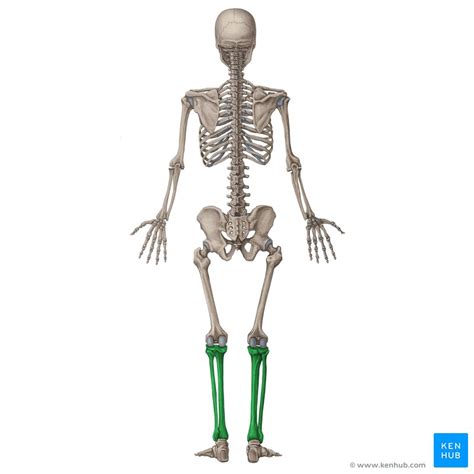 Like other parts of our body bones keep changing all the time. Bones of the human body: Overview and anatomy | Kenhub