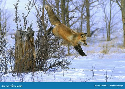 Red Fox Vulpes Vulpes Leaping Down In Snow Canada Stock Image Image