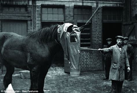 World War 1 Gas Mask Horse
