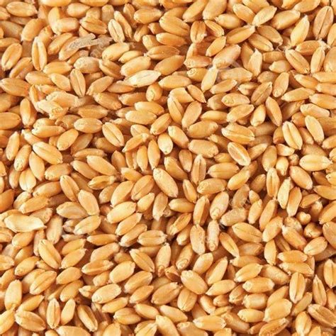 Wheat Seeds At Rs 23kilogram Organic Seeds In Vellore Id 14254688055