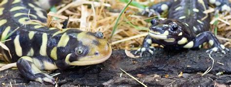 Do Tiger Salamanders Make Good Pets Care Habitat And Owners Guide