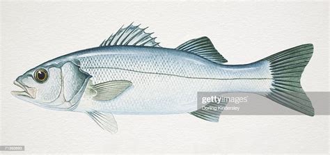 European Sea Bass Dicentrarchus Labrax Side View High Res Vector Graphic Getty Images