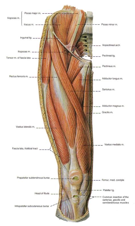 Muscles of the posterior cervical and upper thoracic spine 1. Pin by Ricco Martini on Leg anatomy | Pinterest | Leg ...