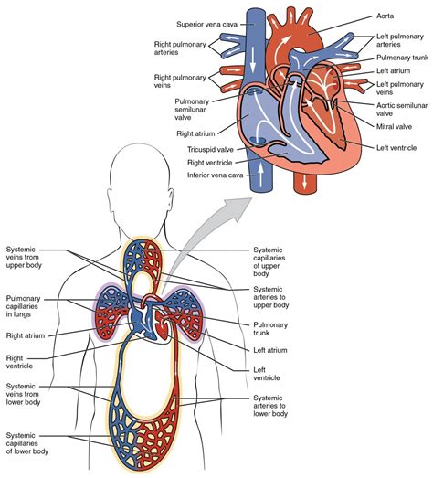 See pictures of vein and artery problems and learn about the causes and symptoms of conditions like coronary artery disease, peripheral artery your arteries and veins have a big job to do. Heart Anatomy | Anatomy and Physiology