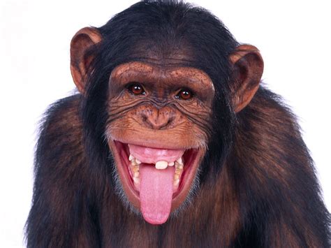 Tongue Sticking Out Monkeys Funny Funny Monkey Pictures Monkey Pictures