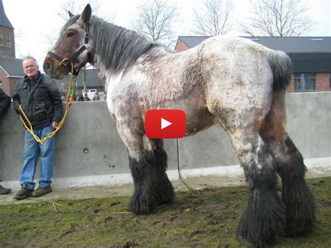 Belgian Draft Horse The Most Beautiful Horse Breed In The World