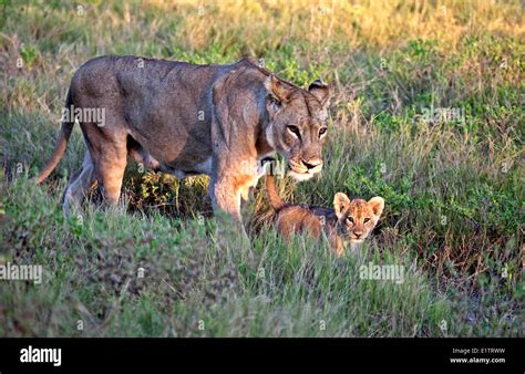 Lioness With Offsprings Hi Res Stock Photography And Images Alamy