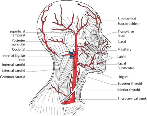 How Many Carotid Arteries In The Neck Arteries In The Vrogue Co