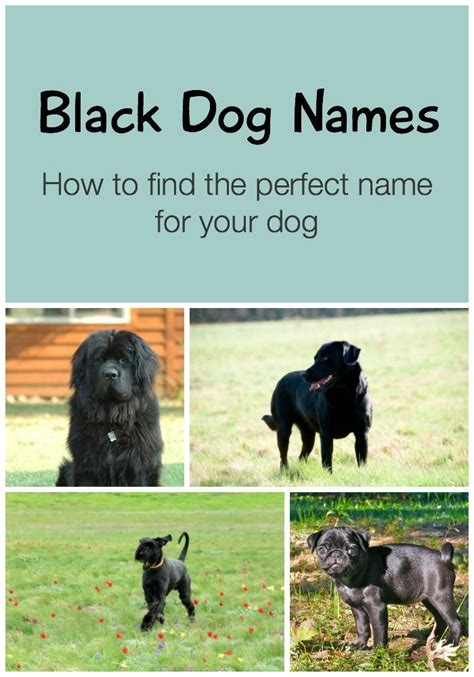Black Dog Names Looking For Great Ideas 150 Creative Names