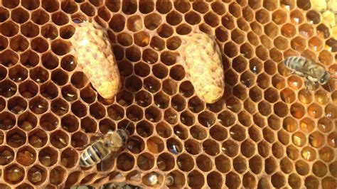 Grafting Into Queen Starting Cells Act Beekeepers Association