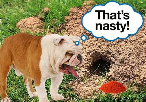 26 Tricks To Stop Your Dog From Digging Up Your Yard Dog Lab