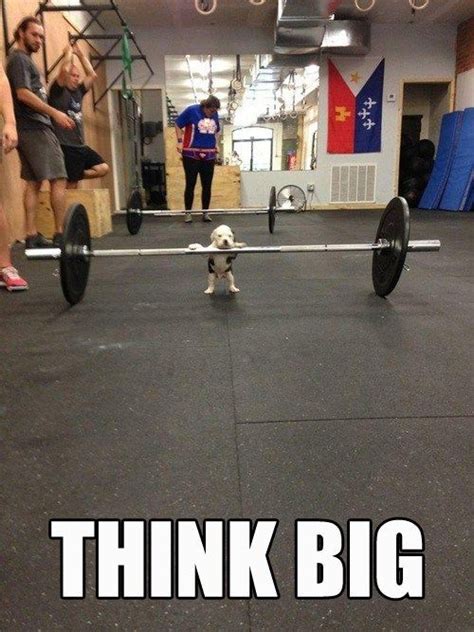 I Think I Can I Think I Can Funny Animals Gym Memes Funny Pictures