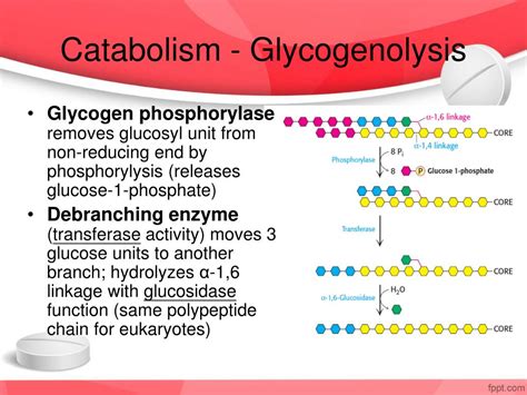 Ppt Glycogen Storage Diseases Powerpoint Presentation