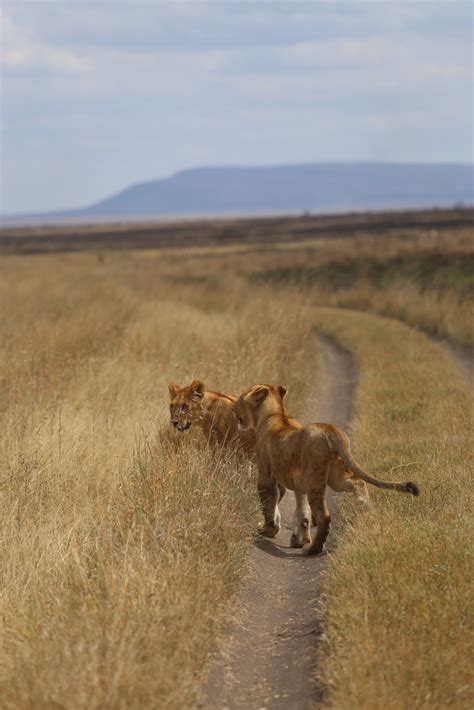 Serengeti Safari Tour Serengeti National Park Tanzania Safari Tour