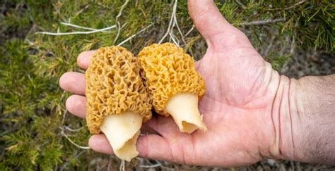 Spring Highlights Morel Mushroom Hunting Oklahoma State University