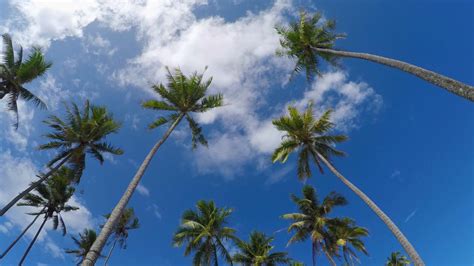 Looking for the best beverly hills wallpaper? Under Beverly Hills palm trees wallpaper - backiee