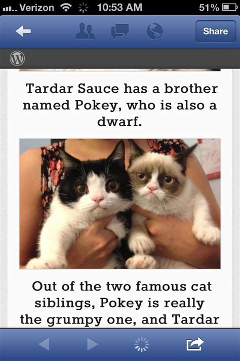 Meet Tardar Sauce Grumpy Beautiful Creatures Bucket List Two By Two
