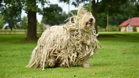Dog Breeds That Resemble Mops How Pet Care