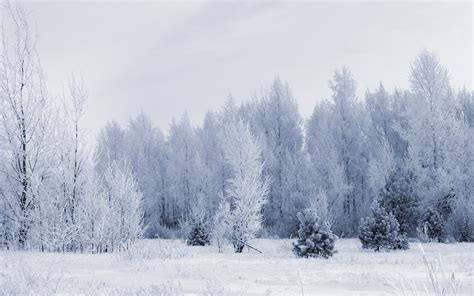 Winter Snow Nature Trees Forest Hd Wallpaper