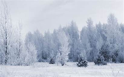 Forest Snow Winter Nature Panorama Wallpapers Trees