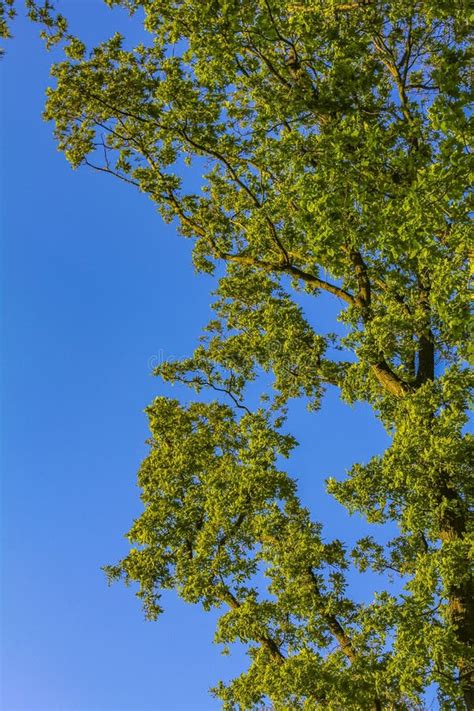 Blue Sky With Beautiful Natural Forest Tree Landscape Germany Stock