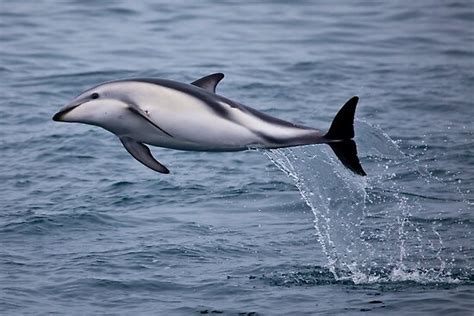 Animal Facts Dusky Dolphin