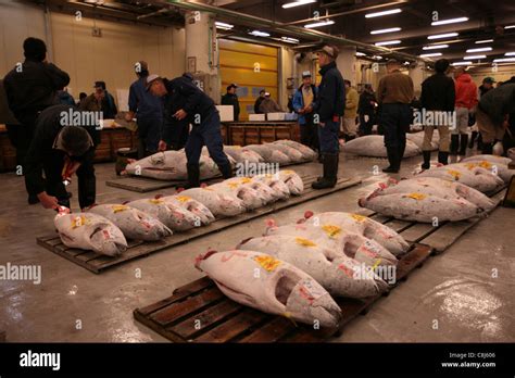 Tsukiji Fish Market Ginza Tokyo Japan Asia Worlds Biggest Seafood