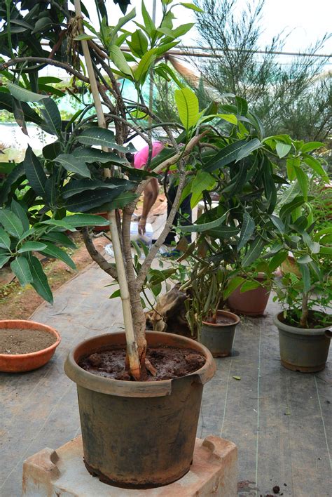 How To Grow Bonsai Mango Tree