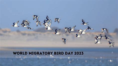 World Migratory Bird Day 2023 Significance And How You Can Contribute