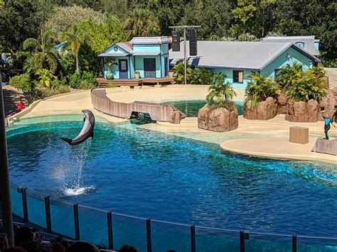 Dolphin Show October 10 2021 Zoochat