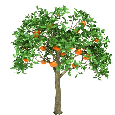 Orange Tree Trans Png By Dementiarunner On Deviantart