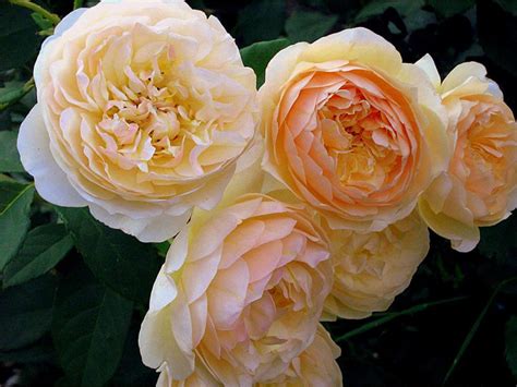 Cabbage Roses Rose Wallpaper Rose