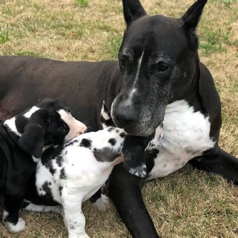 Female jasmine delle fioravanti new owner kathy harlequin and merel puppies expected mid february. 12 weeks old AKC Great Dane puppies only 4 left in Atlanta, Georgia - Puppies for Sale Near Me
