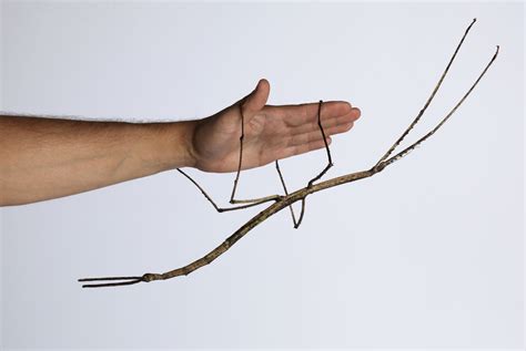 This Giant Stick Insect Is So Rare Only Three Females Have