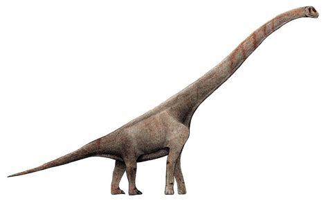 Pictures And Profiles Of Sauropod Dinosaurs