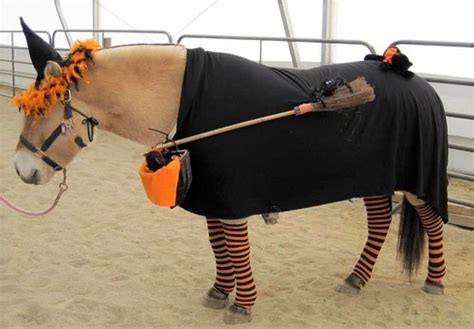 30 Best Horse Costume Ideas Halloween Christmas And Fancy Dress