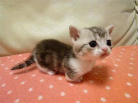 sweet tiny kitten cute pinterest
