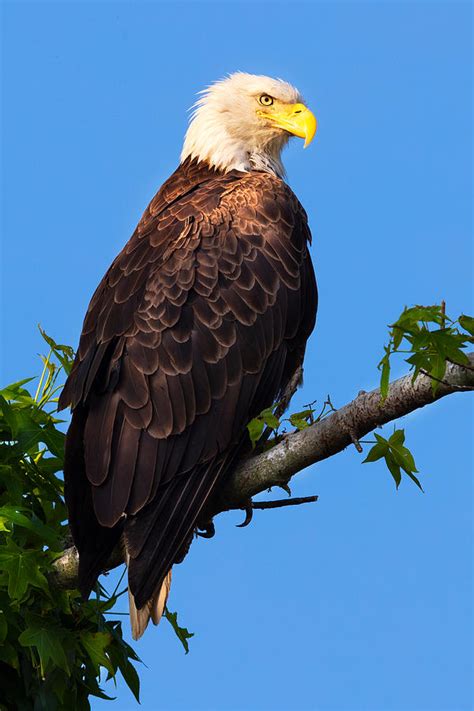 Bald Eagle Portrait Photograph By Jay Whipple Pixels