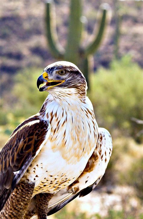 ᙢᏋяⱴᏋįℓℓɛųᎦɛ Ꮳяєαɬįσи Hawk And Saguaro By John Guzowski Desert