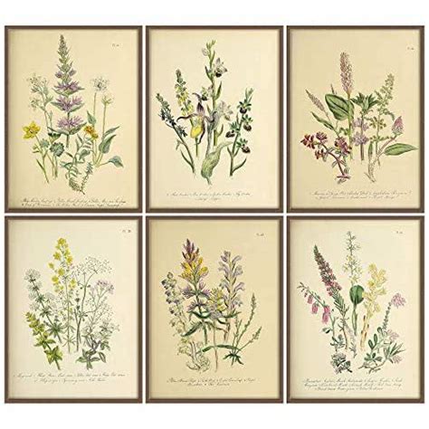 Botanical Prints Set Botanical Illustration