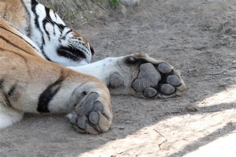 Paws Feet Harbin Siberia Tiger Park Attraction Live Animals In