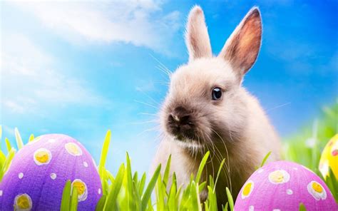 Download What's up with Easter Bunnies, Eggs, & Candy? - Scranberry ...