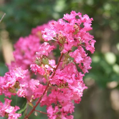 Brighter Blooms Flowering Trees Hopi Crape Myrtle Tree Shop More Styles