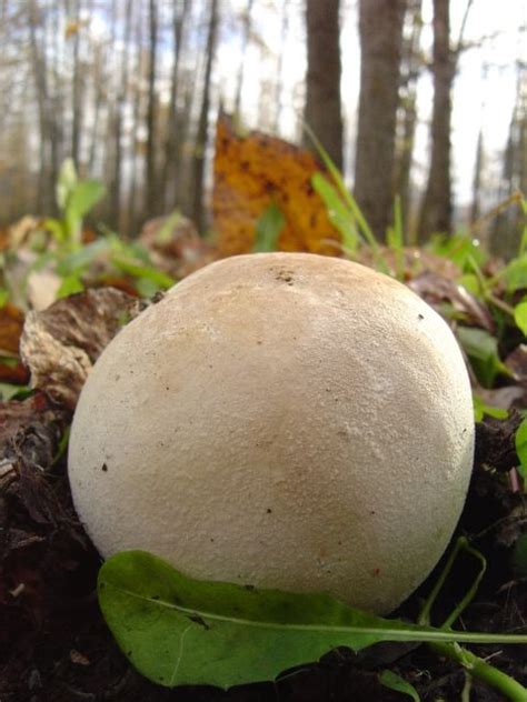 Alaskan Mushrooms Tumbling Puffball Bovista Pila