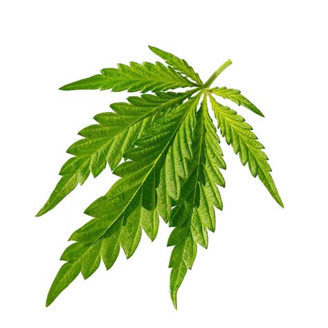 Cannabis Sativa Joint Leaf Cannabis Green Leaves Closeup Png Download